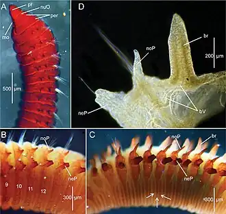Leitoscoloplos gordaensis