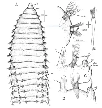 Leitoscoloplos mawsoni
