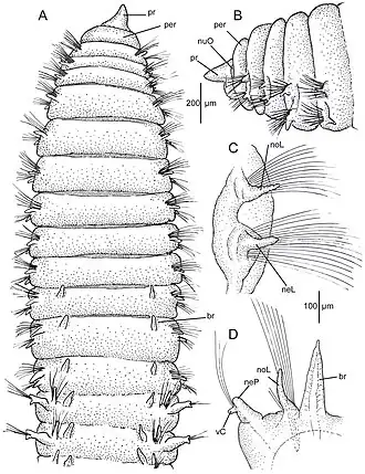 Leitoscoloplos sahlingi