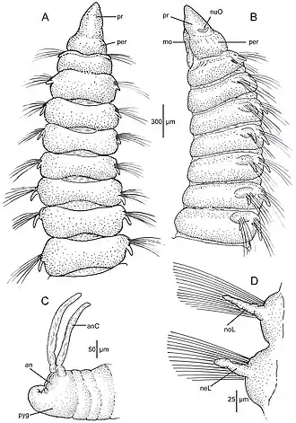 Leitoscoloplos williamsae