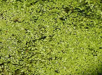 Bovenaanzicht van een vegetatie uit de eendenkroos-klasse