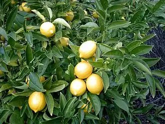 Lemon Tree