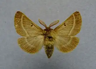 Lemonia balcanica