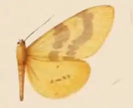 Spilosoma kannegieteri