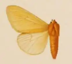 Spilosoma pilosa
