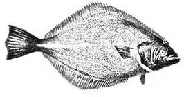 Paralichthys microps