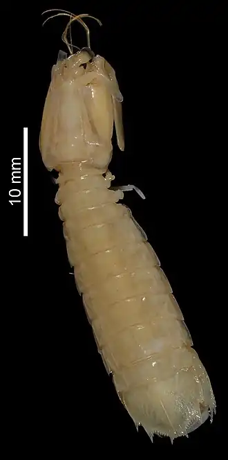 Lenisquilla lata