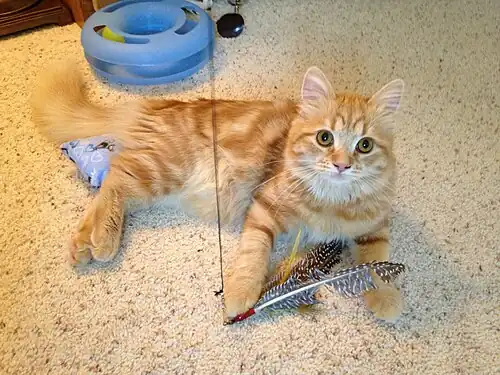 6 maanden oude rode klassieke cyper katertje