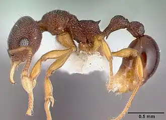 Lenomyrmex wardi