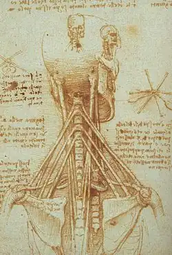Anatomie van de nek, ca.&nbsp;1515