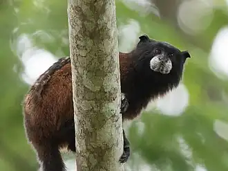 Illigers zadelrugtamarin
