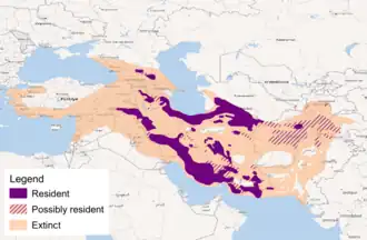 Anatolische luipaard