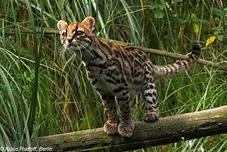 Leopardus pardinoides