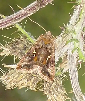 Donkere jota-uil (Autographa pulchrina)