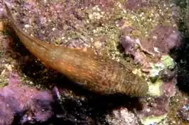 Lepadogaster candolii