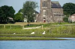 Lepelaars en kluut in de Liendense Waard en de Maas, tegen de achtergrond van de St-Victorkerk in Batenburg