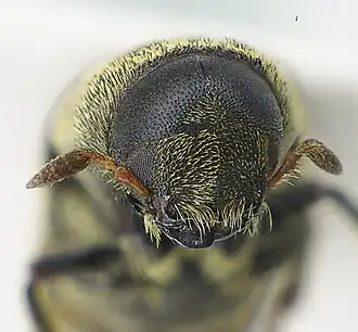 Hylesinus fraxini