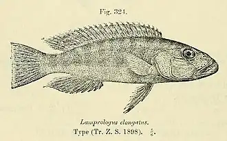 Lepidiolamprologus elongatus