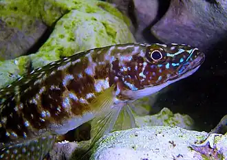 Lepidiolamprologus kendalli