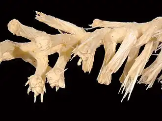 Lepidisis caryophyllia