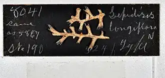 Lepidisis longiflora