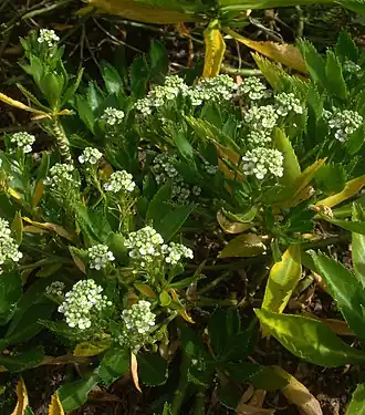 Lepidium oleraceum