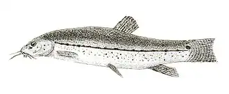 Lepidocephalichthys berdmorei