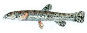 Lepidocephalichthys hasselti