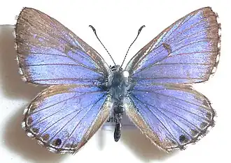 Lepidochrysops ortygia