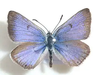 Lepidochrysops procera