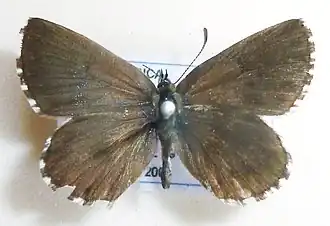 Lepidochrysops robertsoni