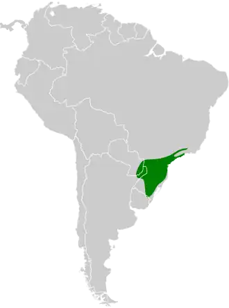 Donkerkruinmuisspecht