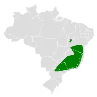 Geschubde muisspecht