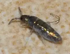 Lepidocyrtus cyaneus