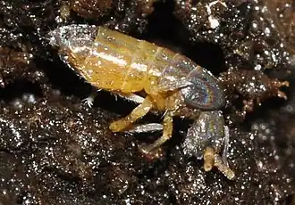 Lepidocyrtus lignorum