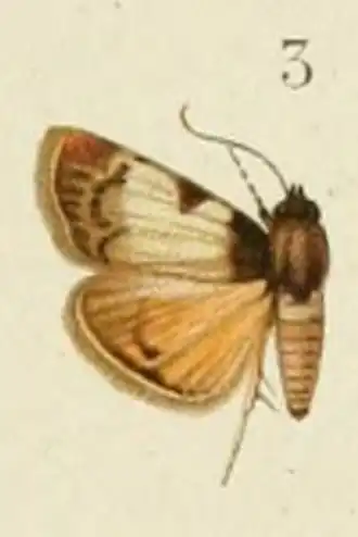 Lepidogma ambifaria