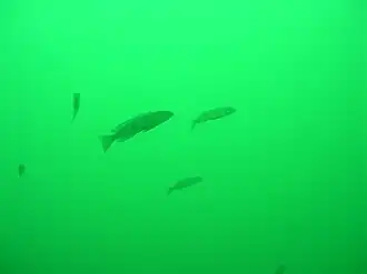 Lepidiolamprologus attenuatus