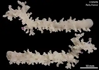 Lepidopora dendrostylus