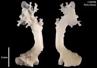 Lepidopora sarmentosa