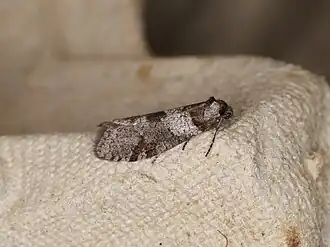 Lepidoscia heliochares