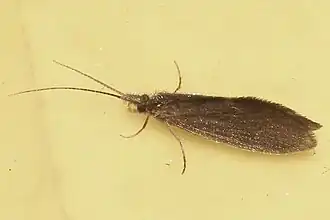 Lepidostoma cascadense