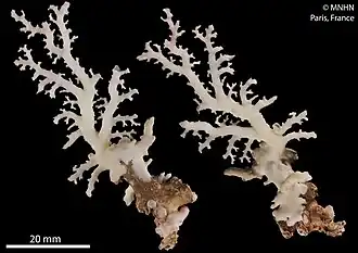 Lepidotheca fascicularis