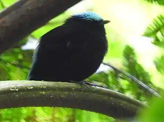 Blauwkapmanakin