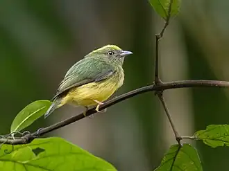 Goudkruinmanakin