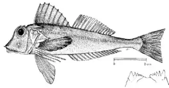 Lepidotrigla cavillone