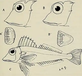 Lepidotrigla dieuzeidei