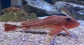 Lepidotrigla microptera