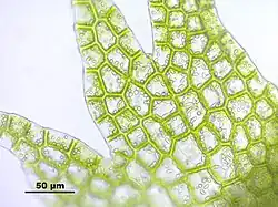 Bladcellen van flankbladeren