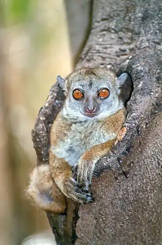 Lepilemur ankaranensis