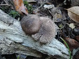 Purperbruine parasolzwam